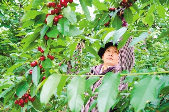 ཤིང་ཏོག་སྨིན། འབབ་འཕར་བྱུང་།